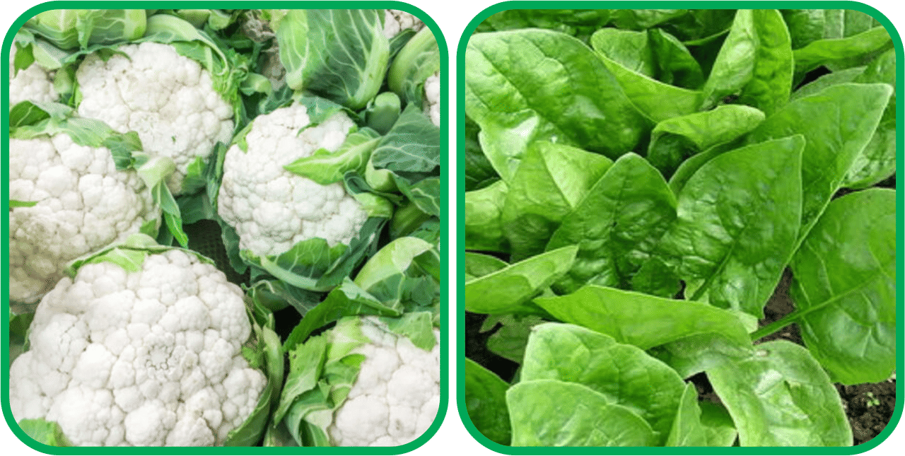 Aero Seeds Mustard (200 Seeds And Cauliflower ( 50 Seeds) Vegetable Seeds Pack Aero Seeds Mustard (200 Seeds And Cauliflower ( 50 Seeds) Vegetable Seeds Pack