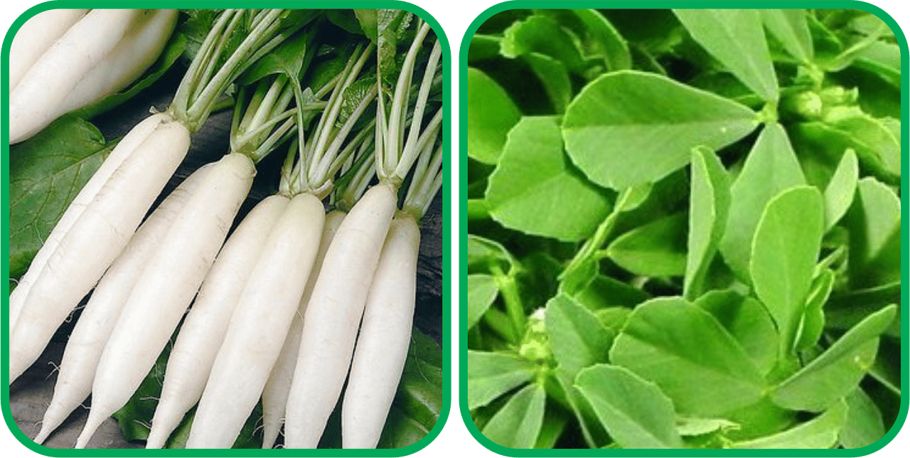     			Aero Seeds Fenugreek (200 Seeds) And Radish White Long (100 Seeds) Vegetable Seeds Pack