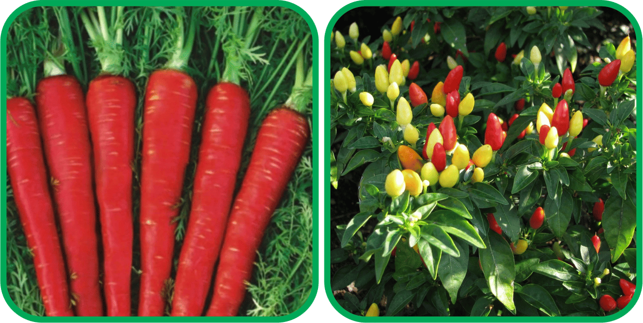 Aero Seeds Ornamental Chilli ( 30 Seeds) And Red Carrot ( 200 Seeds) Vegetable Seeds Pack Aero Seeds Ornamental Chilli ( 30 Seeds) And Red Carrot ( 200 Seeds) Vegetable Seeds Pack