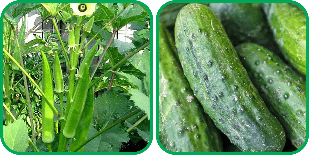 Aero Seeds Cucumber ( 30 Seeds) And Lady Finger ( 30 Seeds) Vegetable Seeds Pack Aero Seeds Cucumber ( 30 Seeds) And Lady Finger ( 30 Seeds) Vegetable Seeds Pack