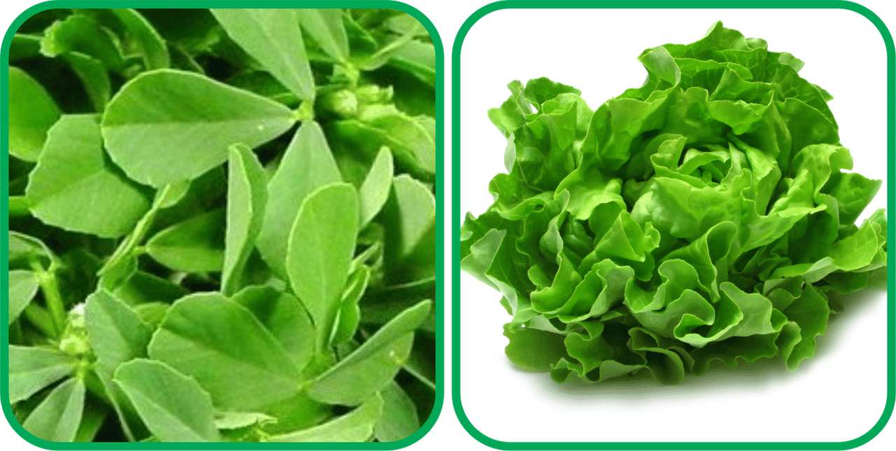 Aero Seeds Lettuce ( 100 Seeds) And Fenugreek (200 Seeds) Vegetable Seeds Pack Aero Seeds Lettuce ( 100 Seeds) And Fenugreek (200 Seeds) Vegetable Seeds Pack