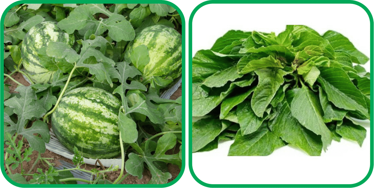     			Aero Seeds Green Amaranth ( 200 Seeds) And Watermelon ( 30 Seeds) Vegetable Seeds Pack