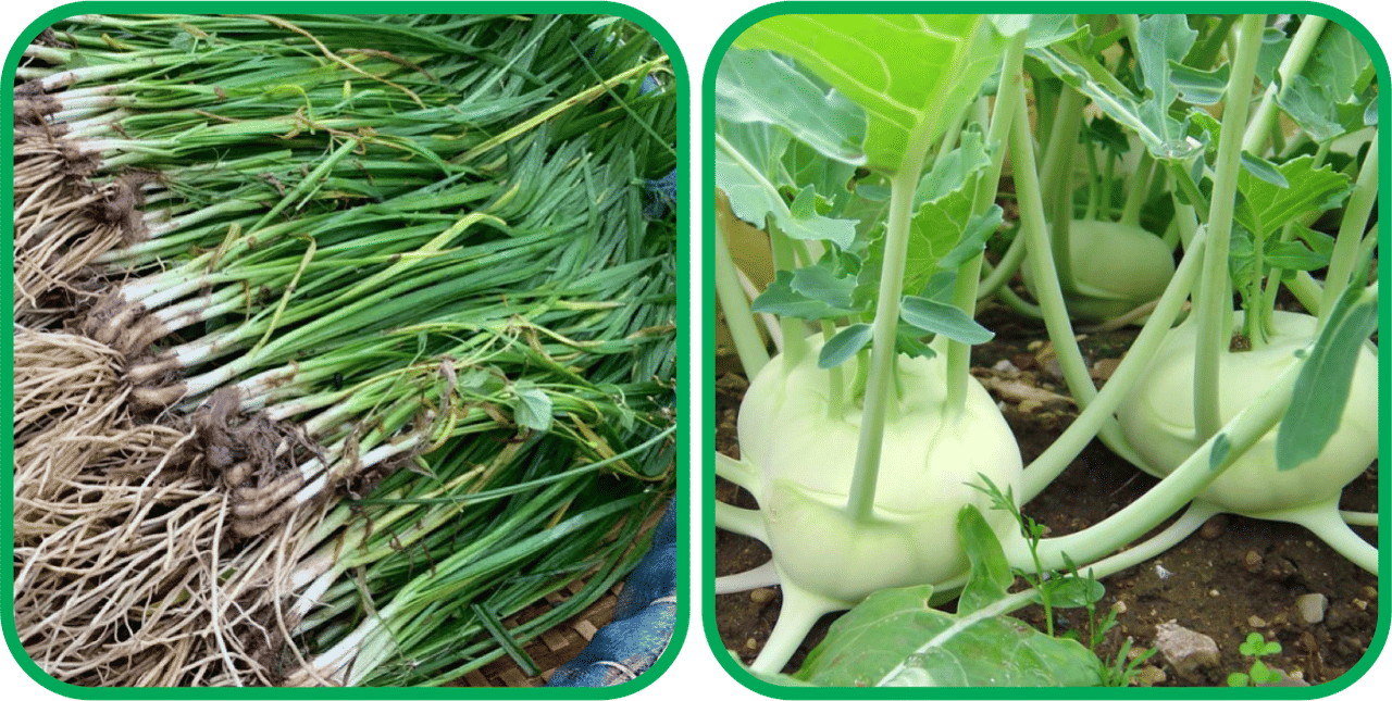 Aero Seeds Knol Khol ( 50 Seeds) And Garlic Chives ( 50 Seeds) Vegetable Seeds Pack Aero Seeds Knol Khol ( 50 Seeds) And Garlic Chives ( 50 Seeds) Vegetable Seeds Pack