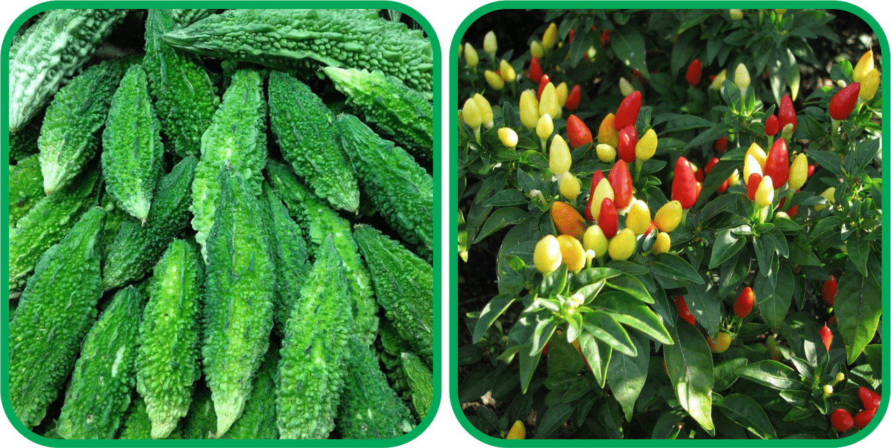 Aero Seeds Ornamental Chilli ( 30 Seeds) And Bitter Gourd ( 30 Seeds) Vegetable Seeds Pack Aero Seeds Ornamental Chilli ( 30 Seeds) And Bitter Gourd ( 30 Seeds) Vegetable Seeds Pack