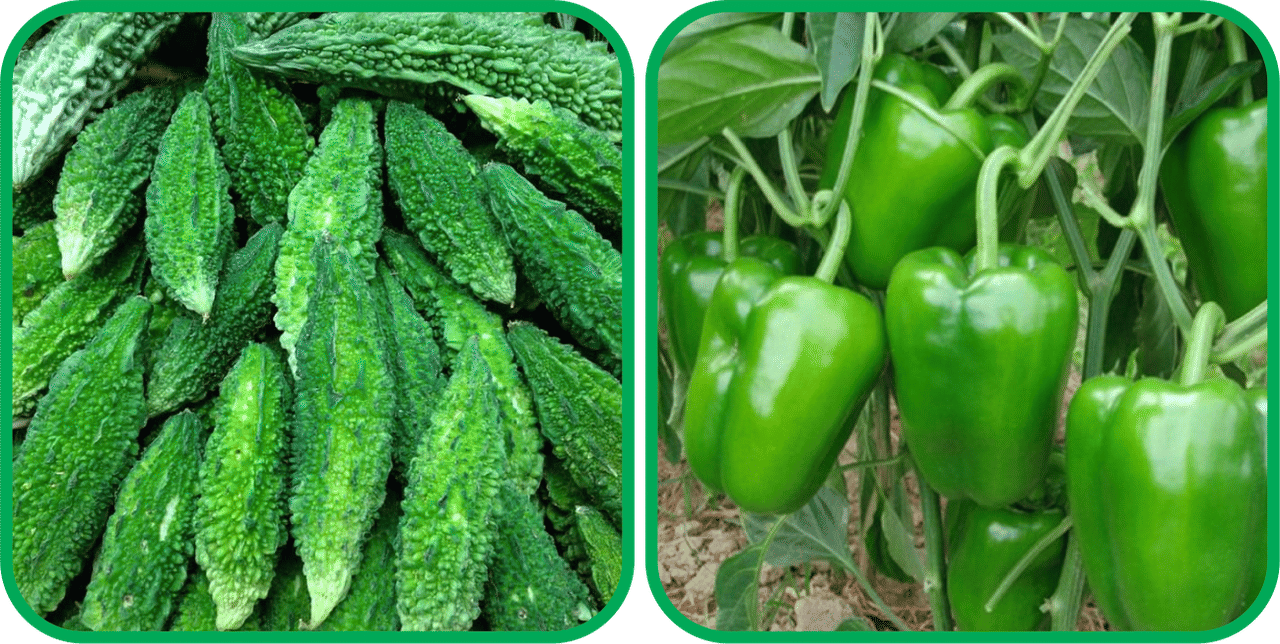     			Aero Seeds Capsicum ( 30 Seeds) And Bitter Gourd ( 30 Seeds) Vegetable Seeds Pack