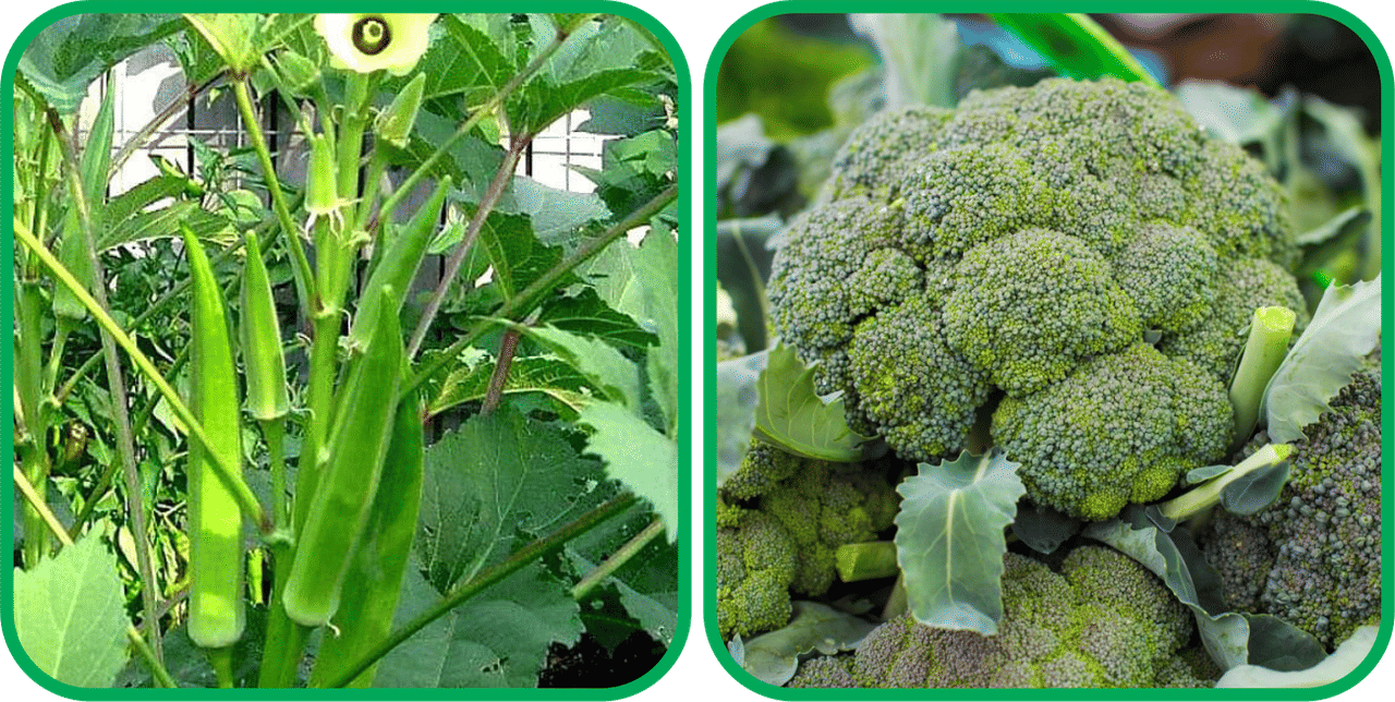     			Aero Seeds Broccoli ( 50 Seeds) And Lady Finger ( 30 Seeds) Vegetable Seeds Pack