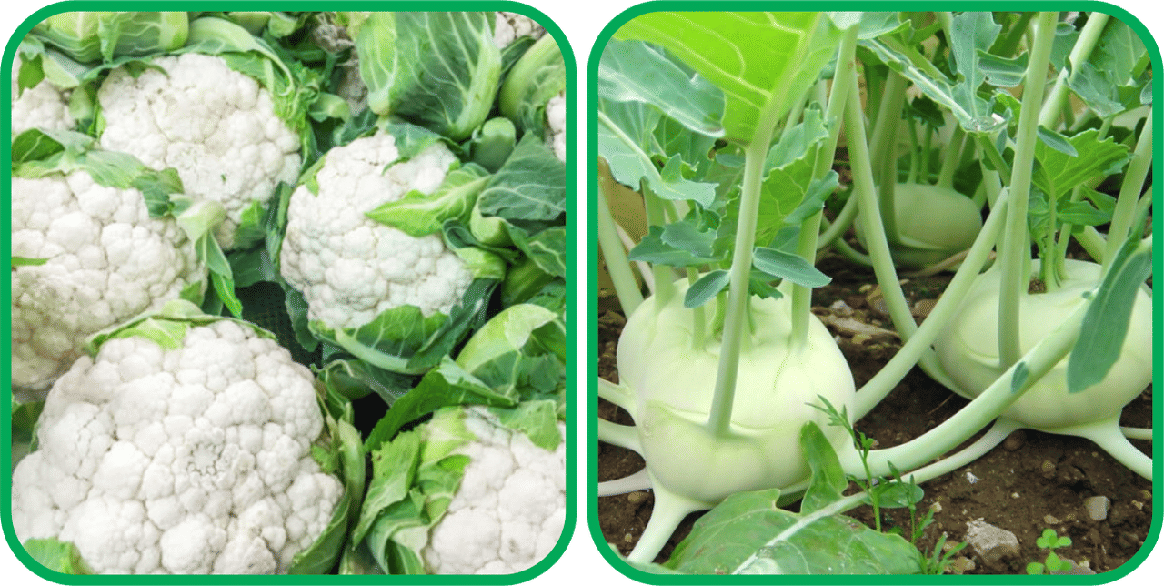 Aero Seeds Knol Khol ( 50 Seeds) And Cauliflower ( 50 Seeds) Vegetable Seeds Pack     			Aero Seeds Knol Khol ( 50 Seeds) And Cauliflower ( 50 Seeds) Vegetable Seeds Pack