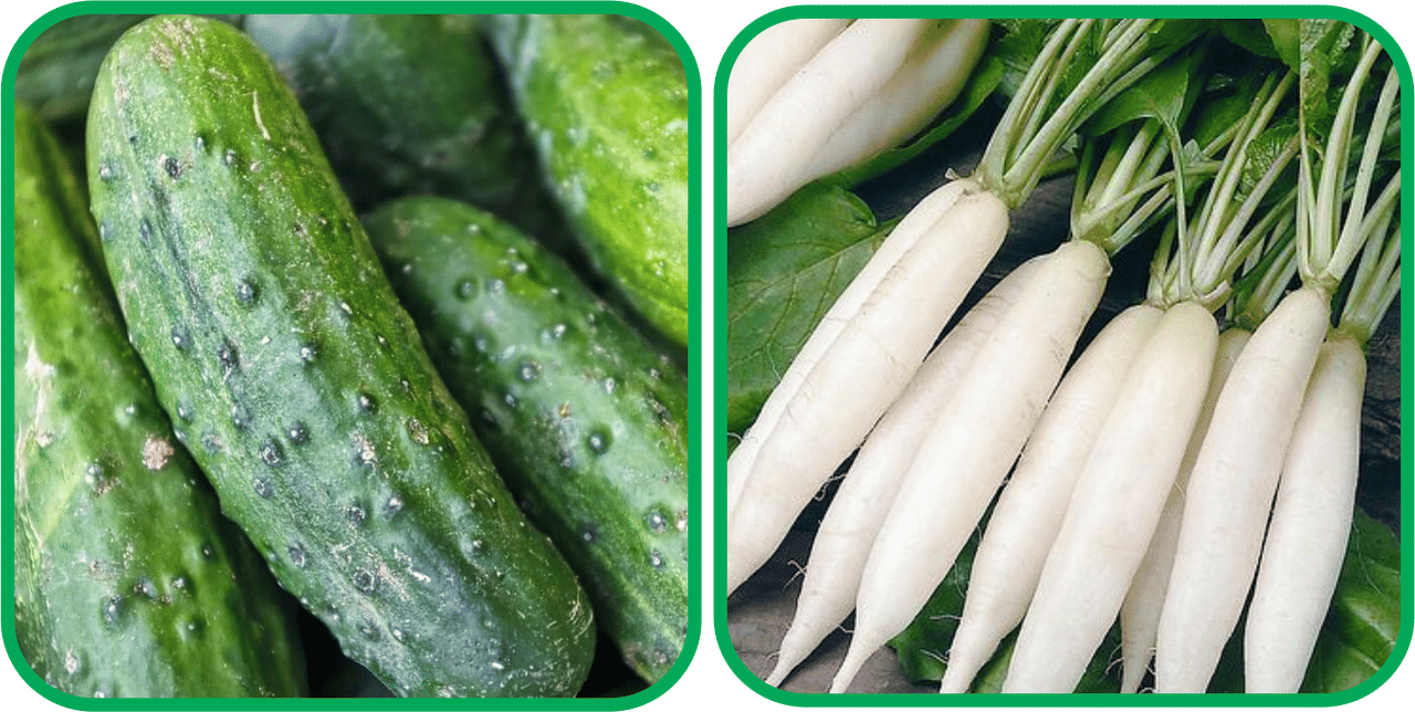Aero Seeds Radish White Long (100 Seeds) And Cucumber ( 30 Seeds) Vegetable Seeds Pack     			Aero Seeds Radish White Long (100 Seeds) And Cucumber ( 30 Seeds) Vegetable Seeds Pack