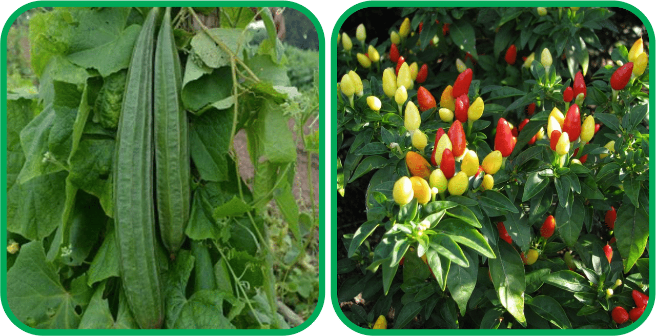 Aero Seeds Ornamental Chilli ( 30 Seeds) And Ridge Gourd (30 Seeds) Vegetable Seeds Pack Aero Seeds Ornamental Chilli ( 30 Seeds) And Ridge Gourd (30 Seeds) Vegetable Seeds Pack