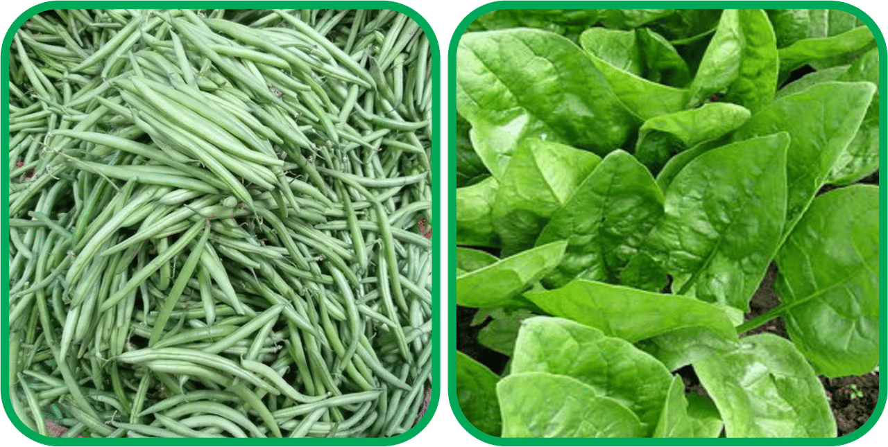     			Aero Seeds Mustard (200 Seeds And French Beans ( 30 Seeds) Vegetable Seeds Pack