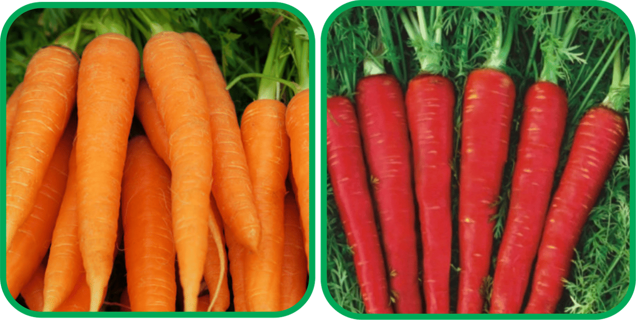     			Aero Seeds Red Carrot ( 200 Seeds) And English Carrot ( 100 Seeds) Vegetable Seeds Pack