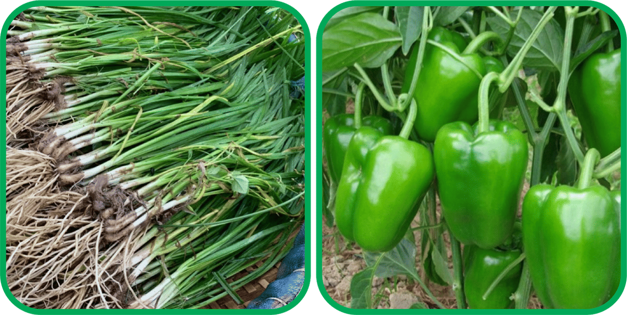     			Aero Seeds Capsicum ( 30 Seeds) And Garlic Chives ( 50 Seeds) Vegetable Seeds Pack