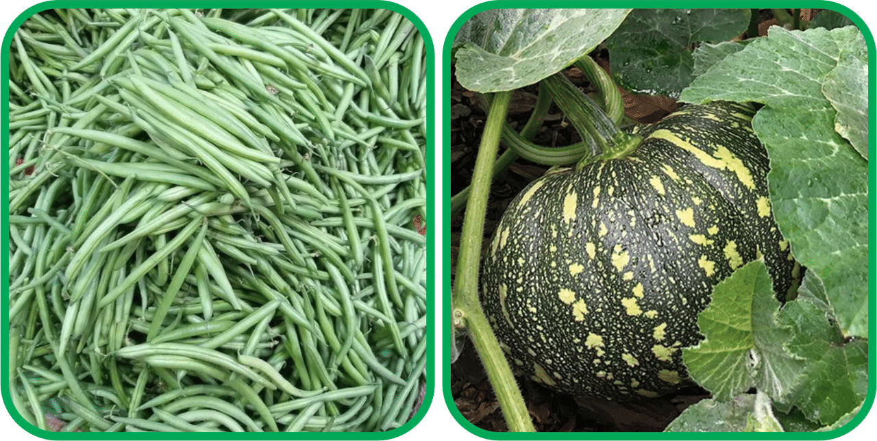     			Aero Seeds Pumpkin ( 30 Seeds) And French Beans ( 30 Seeds) Vegetable Seeds Pack