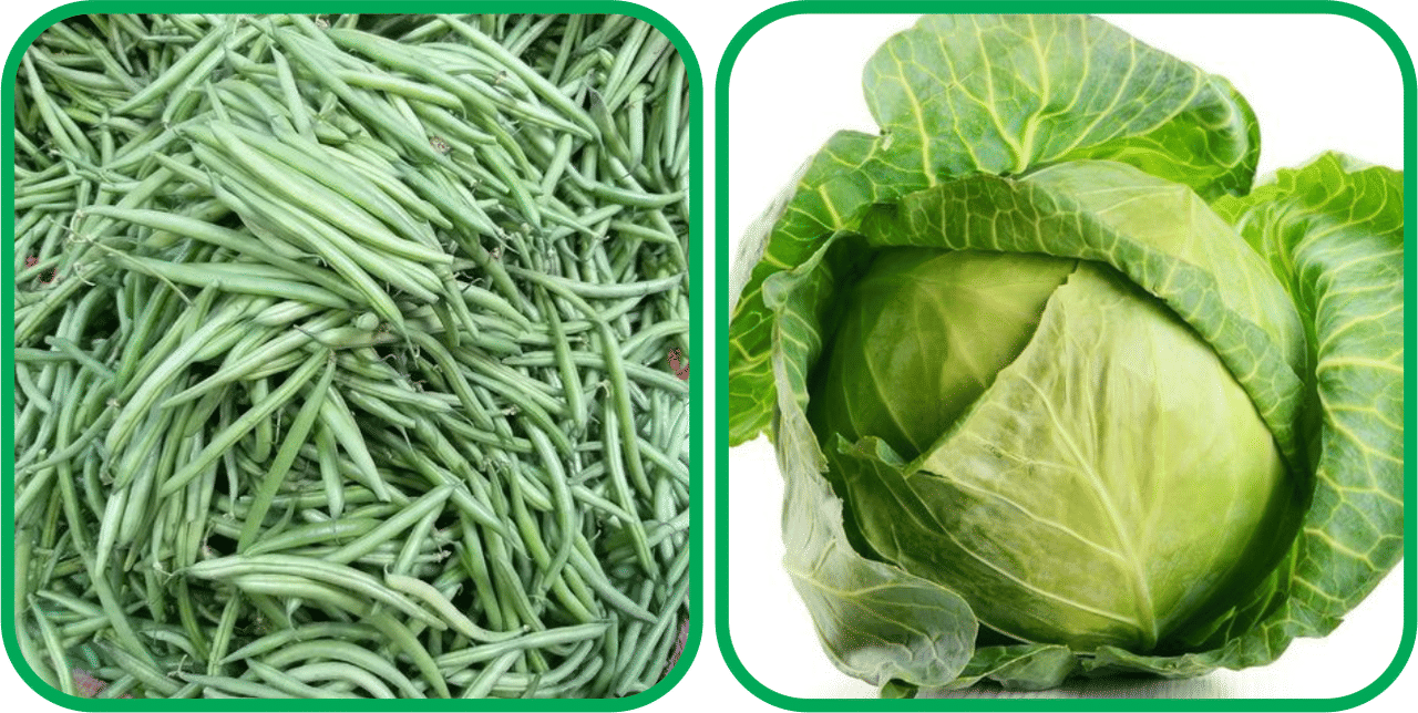 Aero Seeds Cabbage ( 50 Seeds) And French Beans ( 30 Seeds) Vegetable Seeds Pack Aero Seeds Cabbage ( 50 Seeds) And French Beans ( 30 Seeds) Vegetable Seeds Pack
