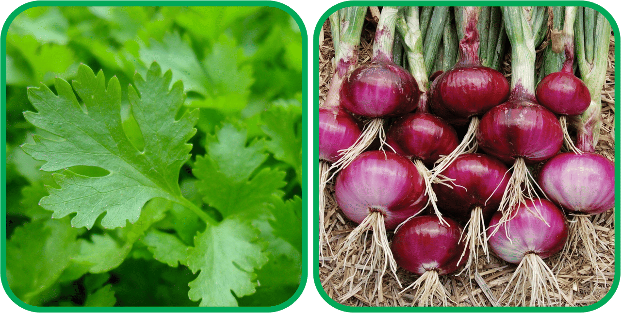 Aero Seeds Red Onion ( 200 Seeds) And Parsley ( 100 Seeds) Vegetable Seeds Pack Aero Seeds Red Onion ( 200 Seeds) And Parsley ( 100 Seeds) Vegetable Seeds Pack