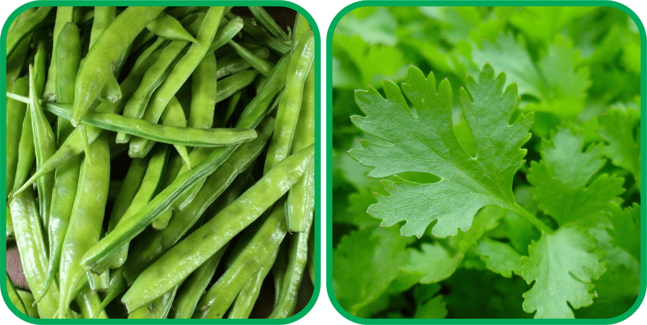 Aero Seeds Parsley ( 100 Seeds) And Cluster Beans ( 50 Seeds) Vegetable Seeds Pack Aero Seeds Parsley ( 100 Seeds) And Cluster Beans ( 50 Seeds) Vegetable Seeds Pack