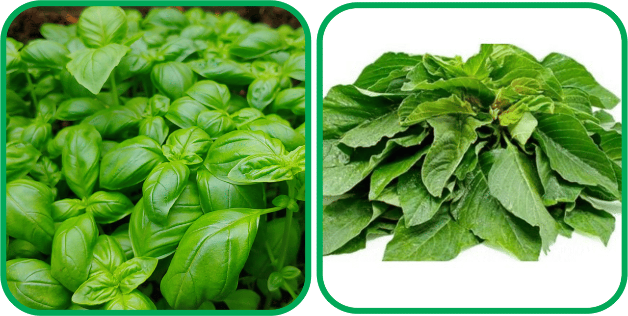 Aero Seeds Green Amaranth ( 200 Seeds) And Basil Green ( 100 Seeds) Vegetable Seeds Pack Aero Seeds Green Amaranth ( 200 Seeds) And Basil Green ( 100 Seeds) Vegetable Seeds Pack