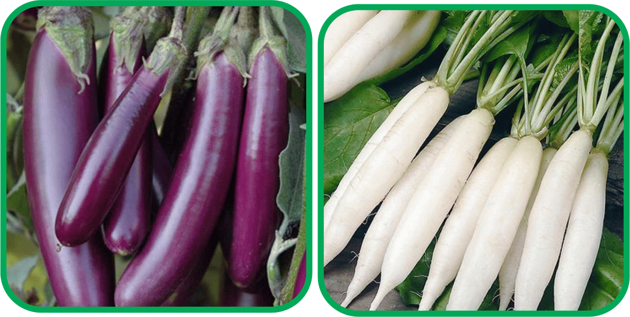     			Aero Seeds Radish White Long (100 Seeds) And Brinjal Purple Long (30 Seeds) Vegetable Seeds Pack