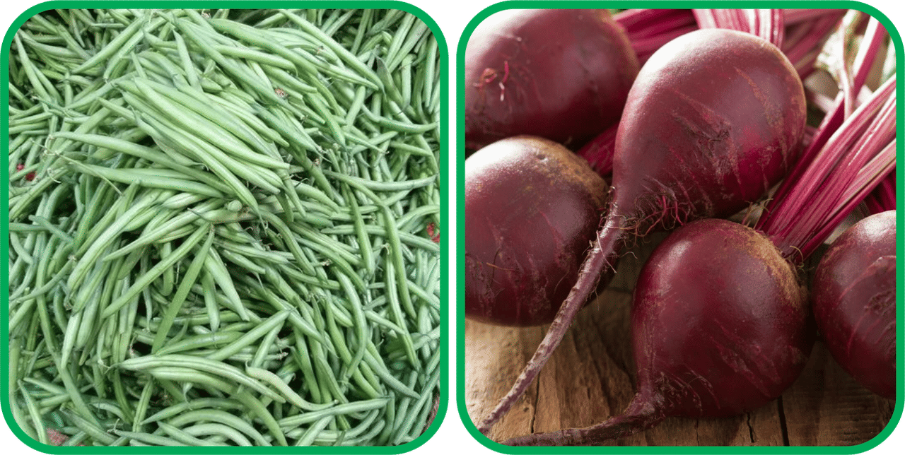     			Aero Seeds Beetroot ( 100 Seeds) And French Beans ( 30 Seeds) Vegetable Seeds Pack