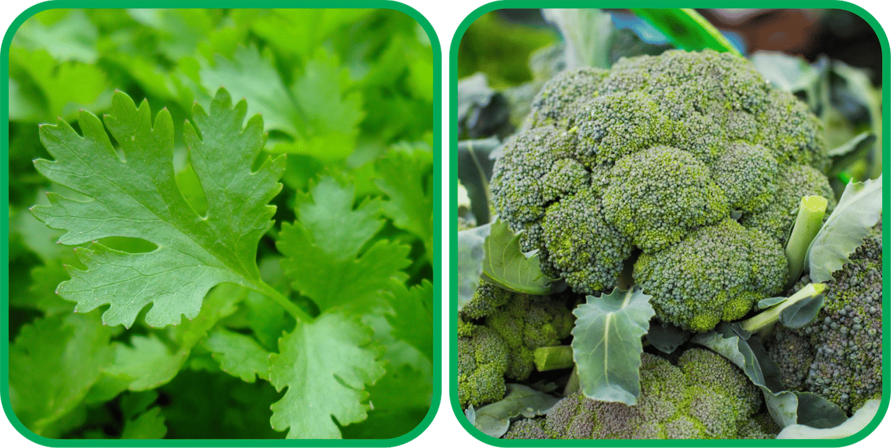 Aero Seeds Broccoli ( 50 Seeds) And Parsley ( 100 Seeds) Vegetable Seeds Pack Aero Seeds Broccoli ( 50 Seeds) And Parsley ( 100 Seeds) Vegetable Seeds Pack