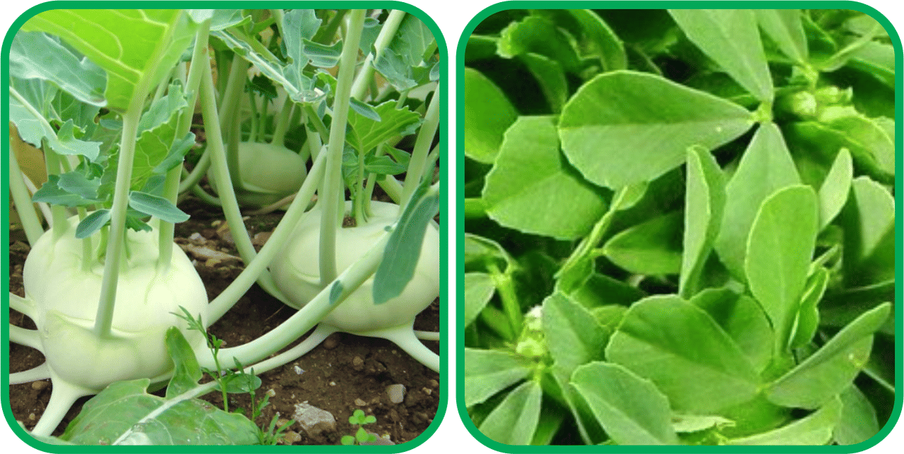 Aero Seeds Fenugreek (200 Seeds) And Knol Khol ( 50 Seeds) Vegetable Seeds Pack     			Aero Seeds Fenugreek (200 Seeds) And Knol Khol ( 50 Seeds) Vegetable Seeds Pack