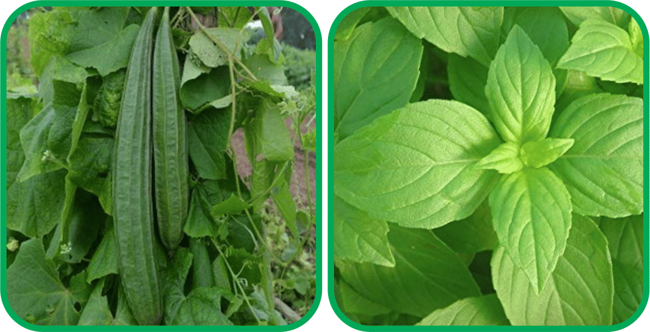     			Aero Seeds Lemon Basil ( 100 Seeds) And Ridge Gourd (30 Seeds) Vegetable Seeds Pack
