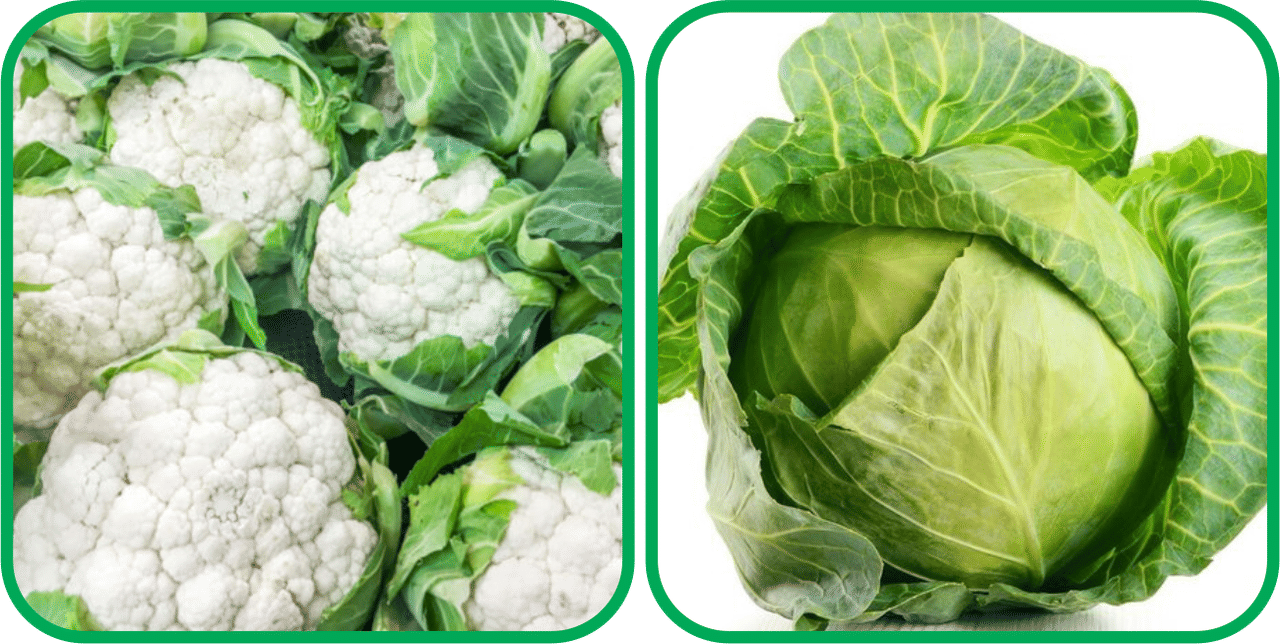 Aero Seeds Cabbage ( 50 Seeds) And Cauliflower ( 50 Seeds) Vegetable Seeds Pack Aero Seeds Cabbage ( 50 Seeds) And Cauliflower ( 50 Seeds) Vegetable Seeds Pack