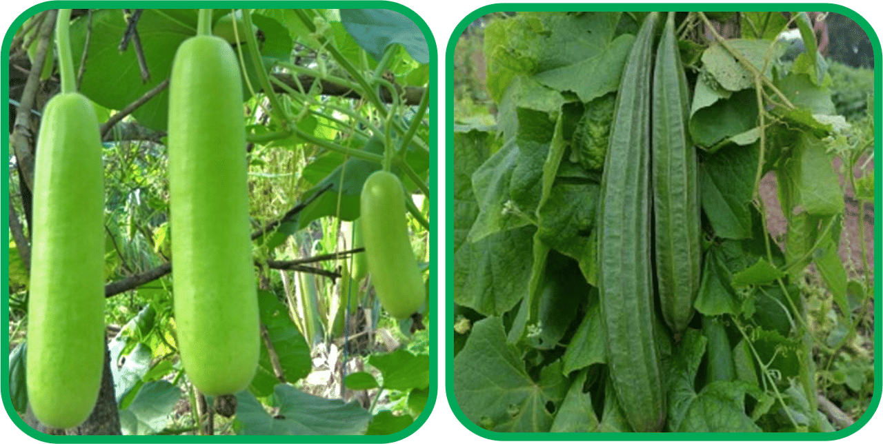     			Aero Seeds Ridge Gourd (30 Seeds) And Bottle Gourd Long ( 30 Seeds) Vegetable Seeds Pack