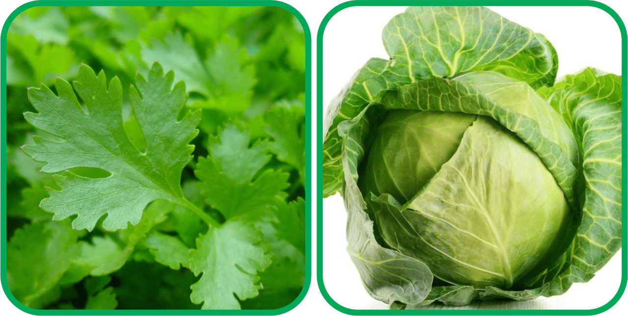 Aero Seeds Cabbage ( 50 Seeds) And Parsley ( 100 Seeds) Vegetable Seeds Pack Aero Seeds Cabbage ( 50 Seeds) And Parsley ( 100 Seeds) Vegetable Seeds Pack