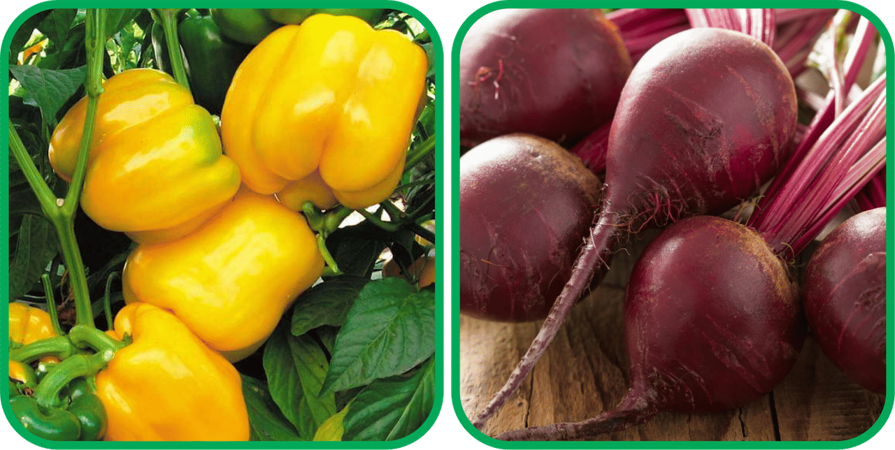 Aero Seeds Beetroot ( 100 Seeds) And Capsicum Yellow ( 30 Seeds) Vegetable Seeds Pack