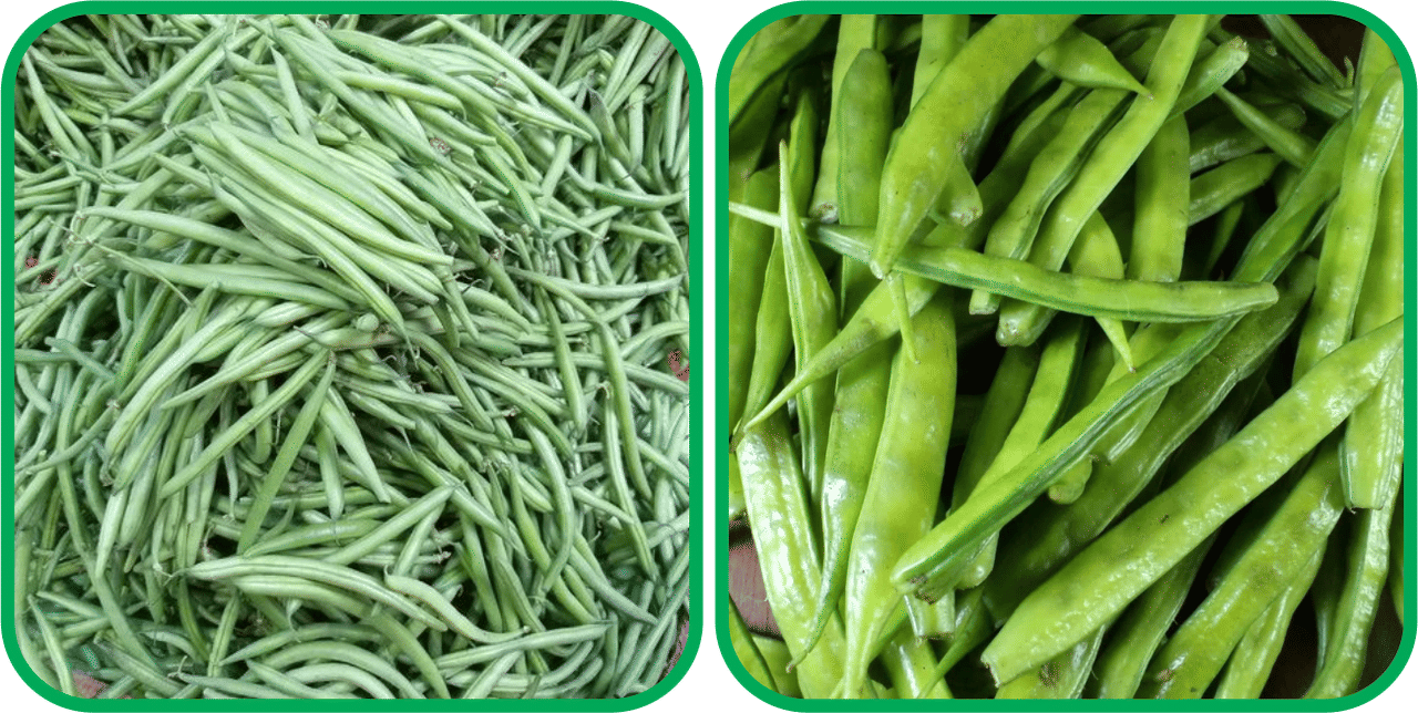 Aero Seeds Cluster Beans ( 50 Seeds) And French Beans ( 30 Seeds) Vegetable Seeds Pack