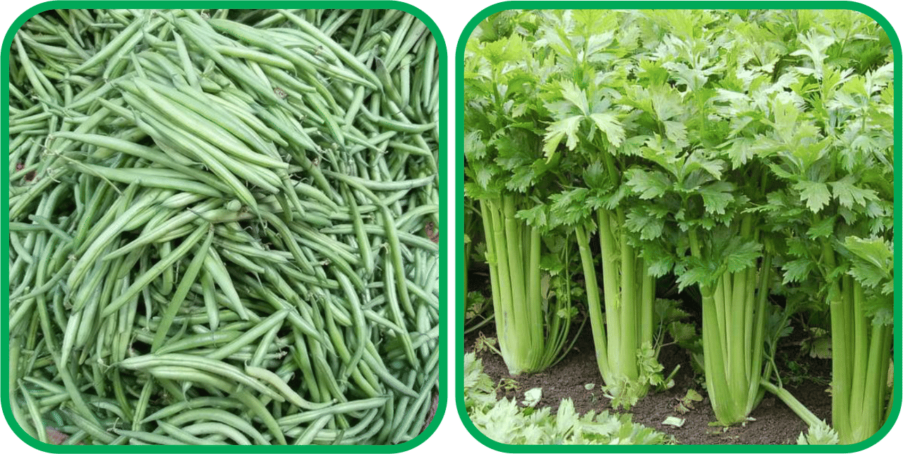     			Aero Seeds Celery ( 100 Seeds) And French Beans ( 30 Seeds) Vegetable Seeds Pack