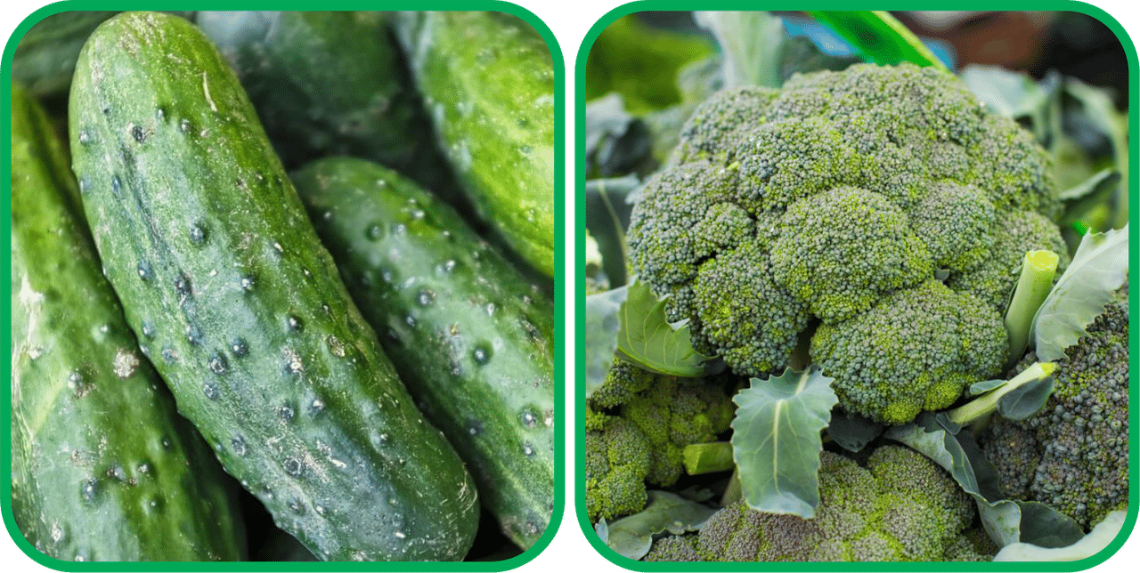 Aero Seeds Broccoli ( 50 Seeds) And Cucumber ( 30 Seeds) Vegetable Seeds Pack Aero Seeds Broccoli ( 50 Seeds) And Cucumber ( 30 Seeds) Vegetable Seeds Pack