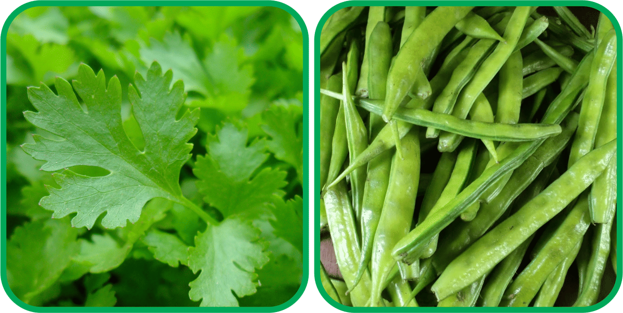     			Aero Seeds Cluster Beans ( 50 Seeds) And Parsley ( 100 Seeds) Vegetable Seeds Pack