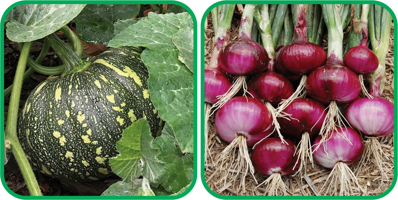     			Aero Seeds Red Onion ( 200 Seeds) And Pumpkin ( 30 Seeds) Vegetable Seeds Pack