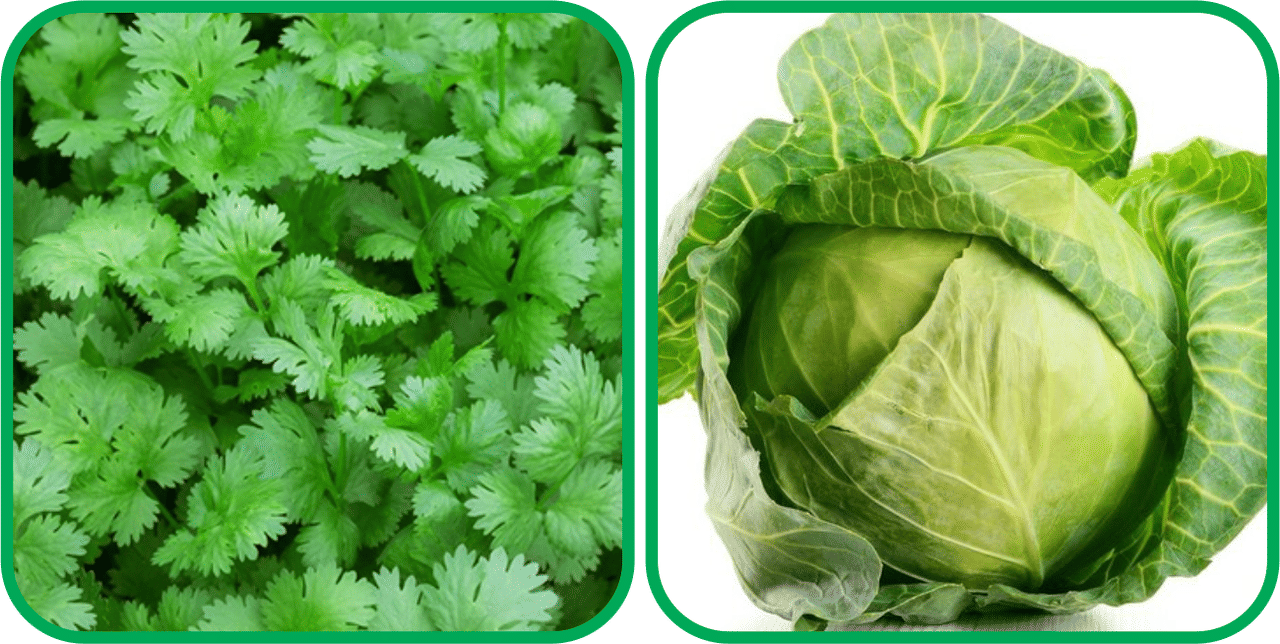 Aero Seeds Cabbage ( 50 Seeds) And Coriander (200 Seeds) Vegetable Seeds Pack Aero Seeds Cabbage ( 50 Seeds) And Coriander (200 Seeds) Vegetable Seeds Pack