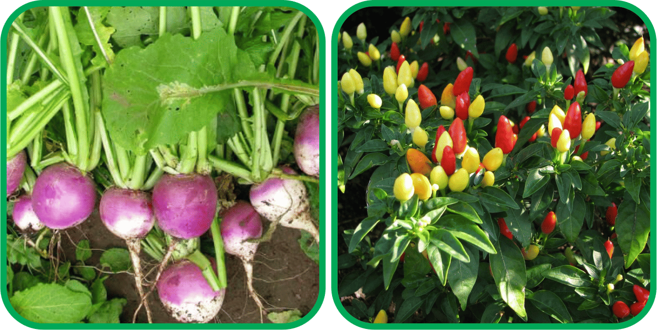     			Aero Seeds Ornamental Chilli ( 30 Seeds) And Turnip ( 100 Seeds) Vegetable Seeds Pack