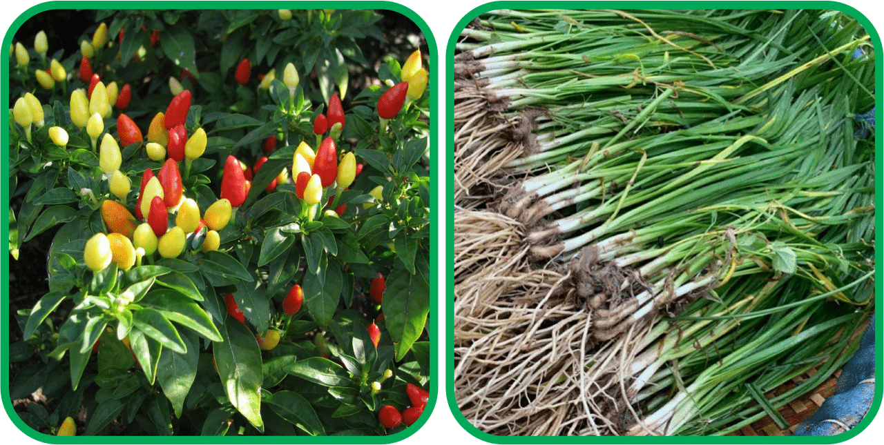 Aero Seeds Garlic Chives ( 50 Seeds) And Ornamental Chilli ( 30 Seeds) Vegetable Seeds Pack Aero Seeds Garlic Chives ( 50 Seeds) And Ornamental Chilli ( 30 Seeds) Vegetable Seeds Pack
