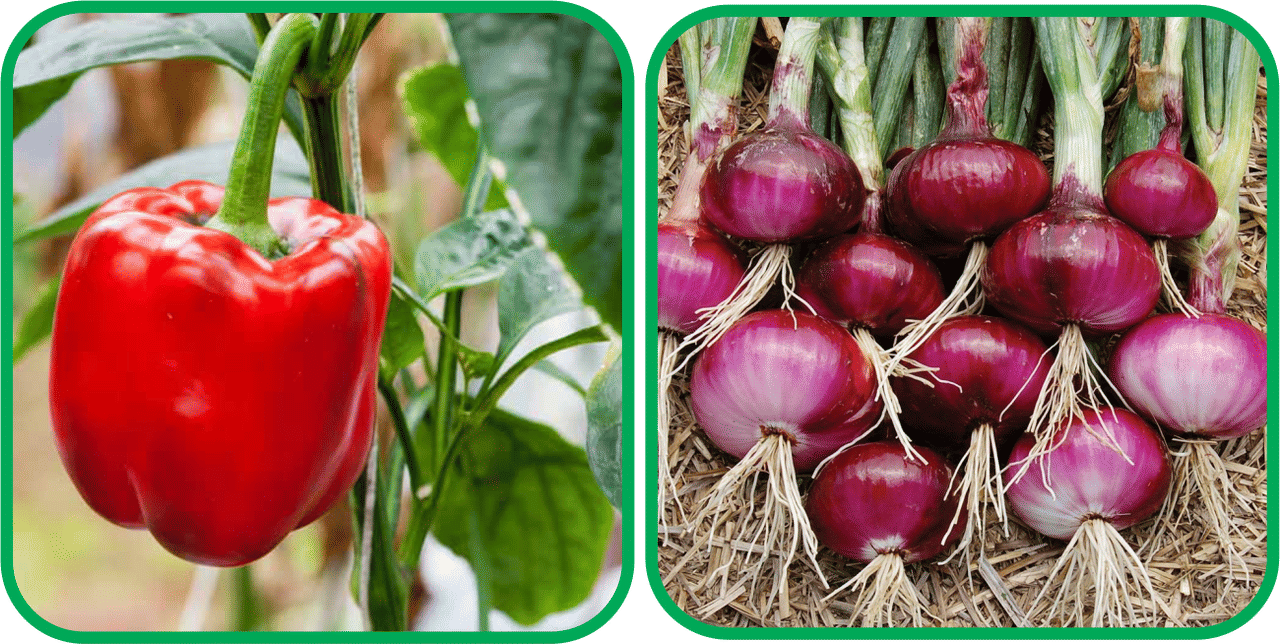     			Aero Seeds Red Onion ( 200 Seeds) And Capsicum Red ( 30 Seeds) Vegetable Seeds Pack