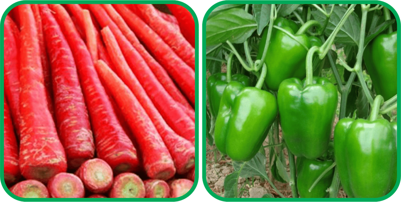 Aero Seeds Capsicum ( 30 Seeds) And Redish Red ( 100 Seeds) Vegetable Seeds Pack     			Aero Seeds Capsicum ( 30 Seeds) And Redish Red ( 100 Seeds) Vegetable Seeds Pack