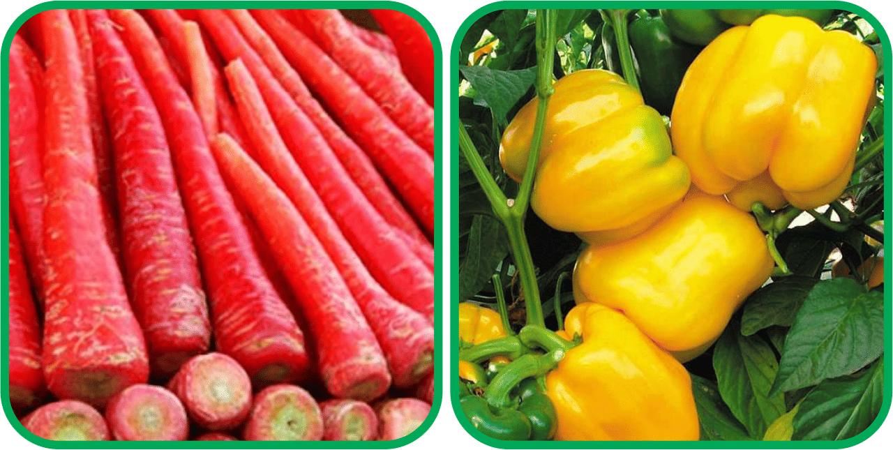 Aero Seeds Capsicum Yellow ( 30 Seeds) And Redish Red ( 100 Seeds) Vegetable Seeds Pack Aero Seeds Capsicum Yellow ( 30 Seeds) And Redish Red ( 100 Seeds) Vegetable Seeds Pack