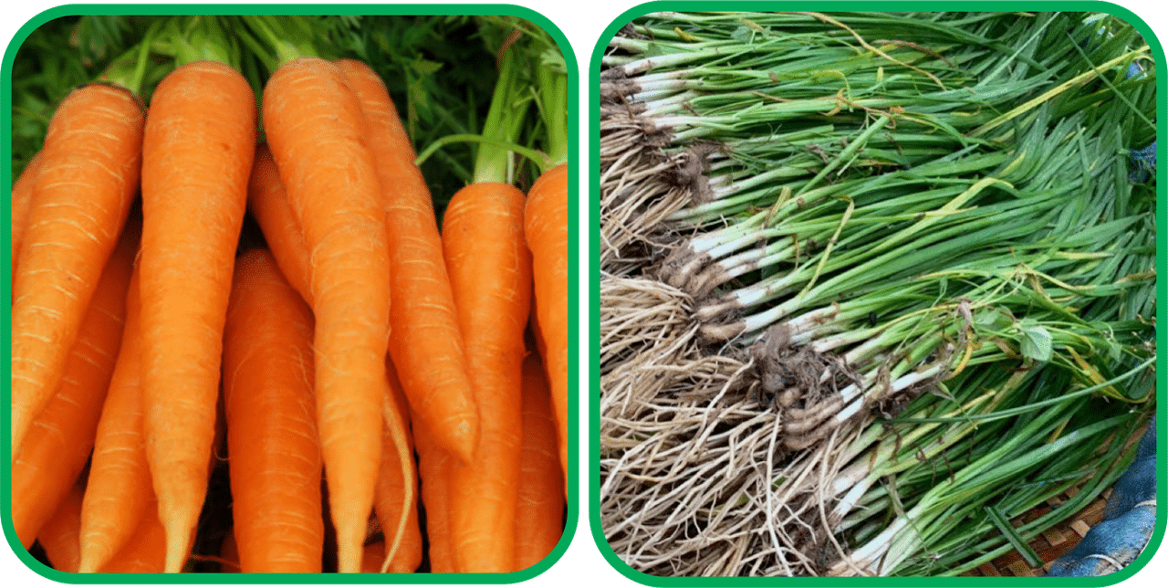 Aero Seeds Garlic Chives ( 50 Seeds) And English Carrot ( 100 Seeds) Vegetable Seeds Pack Aero Seeds Garlic Chives ( 50 Seeds) And English Carrot ( 100 Seeds) Vegetable Seeds Pack