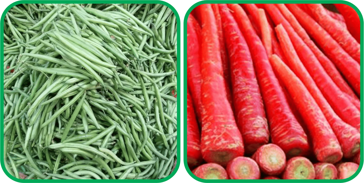     			Aero Seeds Redish Red ( 100 Seeds) And French Beans ( 30 Seeds) Vegetable Seeds Pack