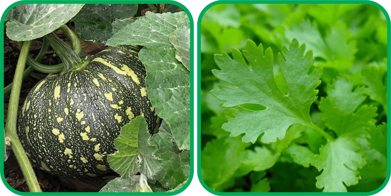Aero Seeds Parsley ( 100 Seeds) And Pumpkin ( 30 Seeds) Vegetable Seeds Pack Aero Seeds Parsley ( 100 Seeds) And Pumpkin ( 30 Seeds) Vegetable Seeds Pack