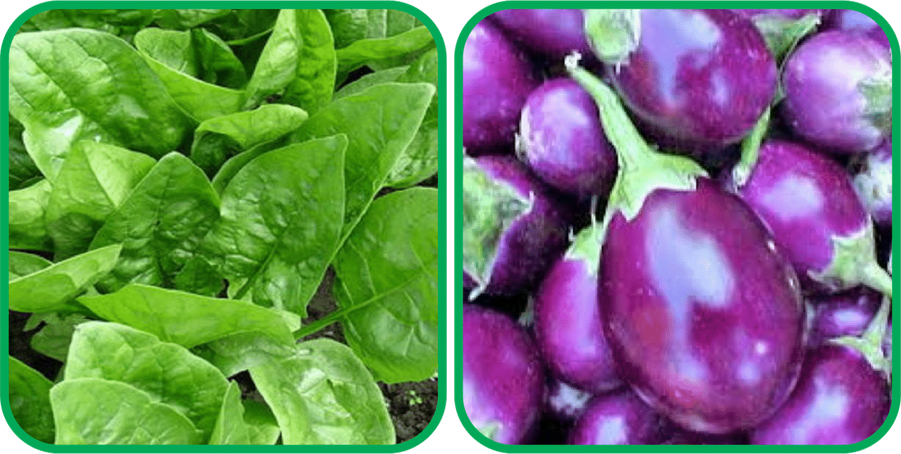 Aero Seeds Brinjal Purple Round ( 30 Seeds) And Spinach (200 Seeds) Vegetable Seeds Pack Aero Seeds Brinjal Purple Round ( 30 Seeds) And Spinach (200 Seeds) Vegetable Seeds Pack