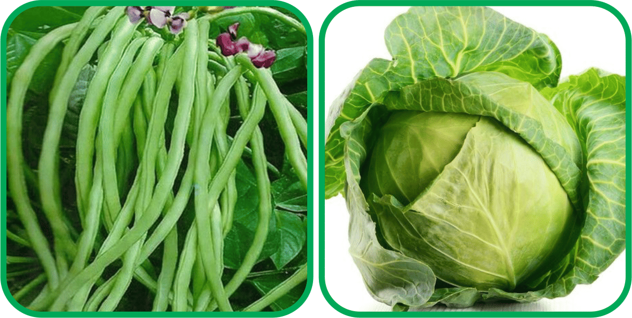     			Aero Seeds Cabbage ( 50 Seeds) And Lobiya ( 30 Seeds) Vegetable Seeds Pack