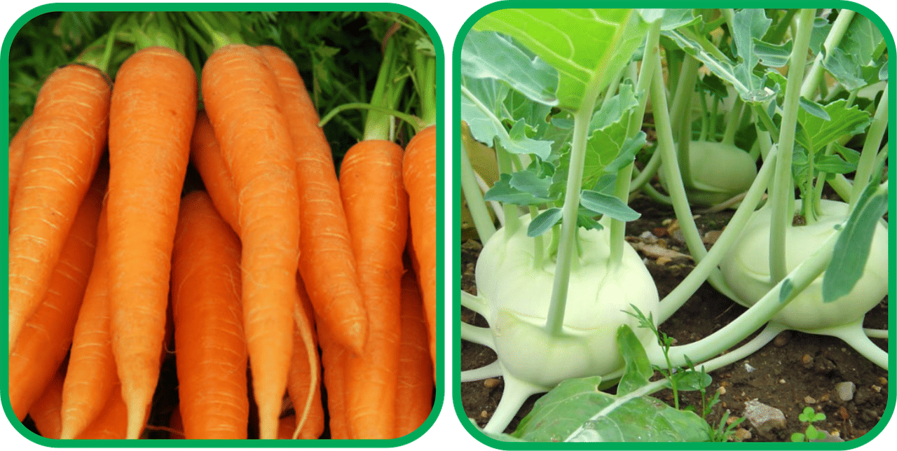 Aero Seeds Knol Khol ( 50 Seeds) And English Carrot ( 100 Seeds) Vegetable Seeds Pack     			Aero Seeds Knol Khol ( 50 Seeds) And English Carrot ( 100 Seeds) Vegetable Seeds Pack