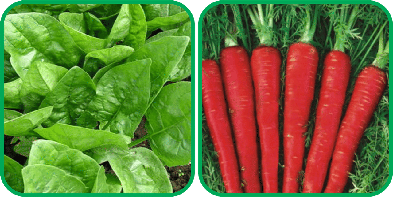     			Aero Seeds Red Carrot ( 200 Seeds) And Spinach (200 Seeds) Vegetable Seeds Pack