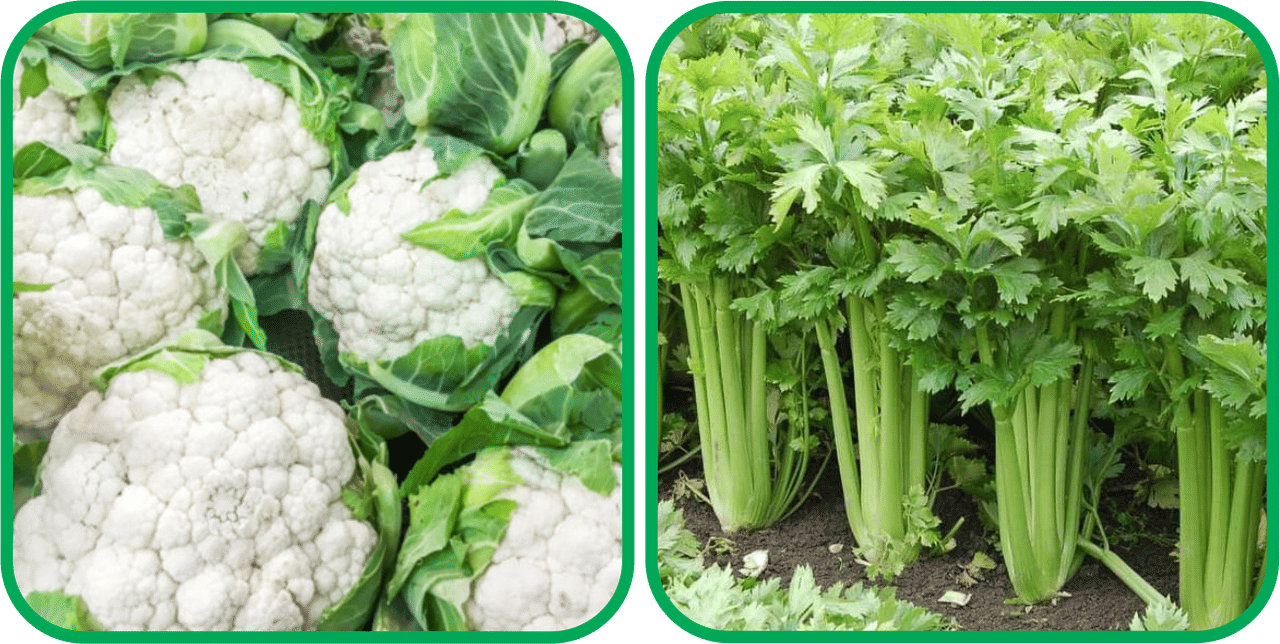     			Aero Seeds Celery ( 100 Seeds) And Cauliflower ( 50 Seeds) Vegetable Seeds Pack