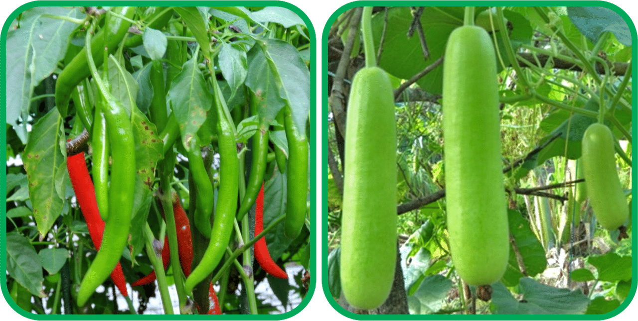 Aero Seeds Bottle Gourd Long ( 30 Seeds) And Chilli (50 Seeds) Vegetable Seeds Pack Aero Seeds Bottle Gourd Long ( 30 Seeds) And Chilli (50 Seeds) Vegetable Seeds Pack